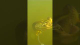 Pike vs Herring lure Underwater view 🎣 fishing Fishing video [upl. by Cung]