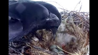 First chick at Ravens nest Exploreorg 17 May 2021 [upl. by Monie]