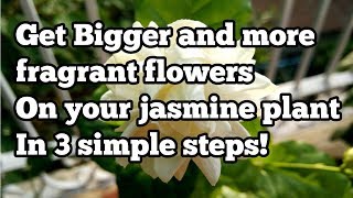 How to get big flowers on your jasmine plant in 3 simple steps [upl. by Oivat716]