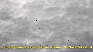 the Cranes arrive from the East over the skies of Druento  06 November 2024 [upl. by Jonas]