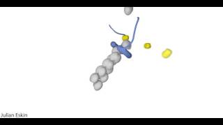 Actin nucleation by Formin [upl. by Bijan]