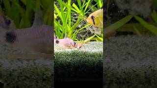 Panda Cory amp German Blue Ram 🐟Shorts Animals Pandacory AquariumLiveStream4U [upl. by Soilisav]