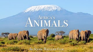 Africas Animals 4K  Scenic Wildlife Film With Inspiring Music [upl. by Angeline]