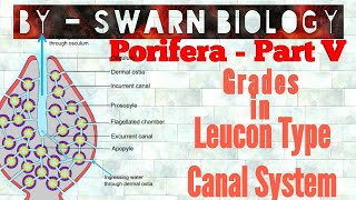 Grades in Leucon Type Canal System  Leucon type Canal System Grades [upl. by Trix]