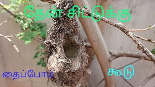 Amazing sunbird nest Tamil [upl. by Sagerman176]