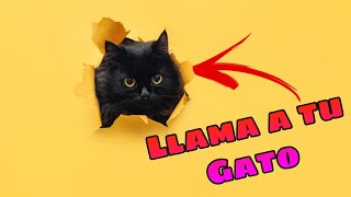 🔊 Sonidos para Llamar a tu Gato 😺 Haz que tu Gato Venga GARANTIZADO [upl. by Oregolac]