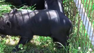 BABY POTBELLIED PIGS [upl. by Refeinnej]