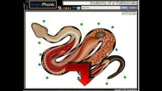 Anatomia di un serpente a sonagli [upl. by Eem]