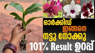 Dendrobium seedlings poting amp caring correct method  Dendrobium combo offer [upl. by Alamat]