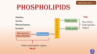 5 Phospholipids  Lipid Chemistry 5  Biochemistry  NJOY Biochemistry [upl. by Jollanta]