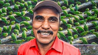 He Feeds 6000 Birds Every Morning Amazing Story [upl. by Einal]