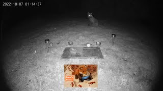 20221007 British Urban Foxes  Why are they ignoring the food [upl. by Urana]