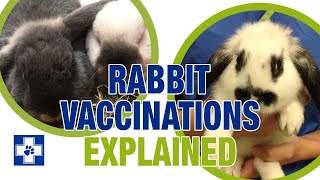 Why vaccinate your rabbit Rabbit Vaccinations Explained [upl. by Brantley]