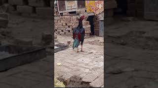 Aseel murga Mianvale high qulity🐓trending varelvideo aseelmurga birds foryou 🔥🔥 [upl. by Mamie]