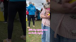 Little dog enjoying the Sea Shanty songs at the medieval goose fayre dog seashanty chiuahua [upl. by Krum]