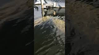 Manatee Tours Miami two manatees by marina [upl. by Schaffel]