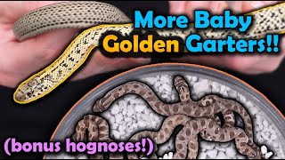 Our Golden Garters and Hognose Snakes had more Babies [upl. by Artaed]