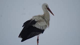 LA MIGRATION DUNE CIGOGNE BLANCHE [upl. by Nekcarb]