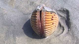 Bivalve  Cockle Flipping with its Foot [upl. by Neitsabes]