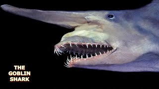 The Goblin Shark [upl. by Gracye359]