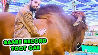 BIGGEST BULLS of Cattle Show in Pakistan 2024 ft DILPASAND SURTI Cattle Farm [upl. by Docile499]