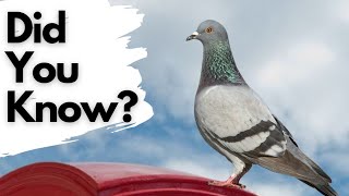 Things you need to know about PIGEONS [upl. by Aiciles]