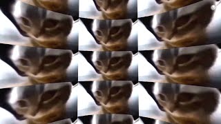 chipi chipi chapa chapa dubi dubi daba daba 360º Video tiktok cat [upl. by Sajet541]