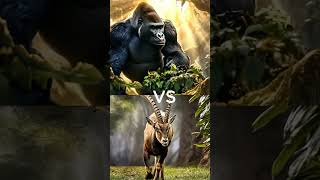 Gorilla vs Wild Boar – Epic Battle for Survival [upl. by Eeleimaj]