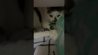 Sleepy surprise 😻fostercat pleaseadopt sleepycat cuteanimals rescuecats kittens [upl. by Asinet729]