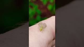 Green LacewinginsectChrysopa lacewig insects nature naturalife [upl. by Mahtal272]