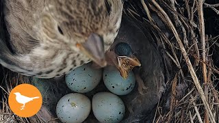 Bird Chick Chokes to Death from Overfeeding [upl. by Vijnas]