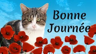 Jolie carte virtuelle  Bonne journée  Chats  Humour [upl. by Nilorac]