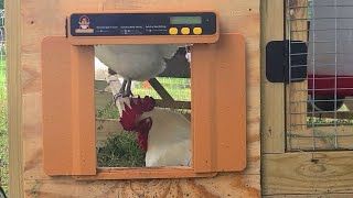 BEST Automatic Chicken Coop Door Opener 2023  Chickcozy [upl. by Stone]