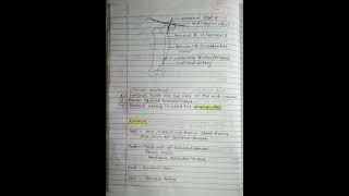 Femoral artery Anatomy notes  notes  First year  viral [upl. by Aihsetan210]