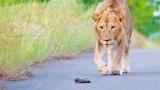 Mom Honey Badger Leaves her Baby to the Lions [upl. by Illene390]