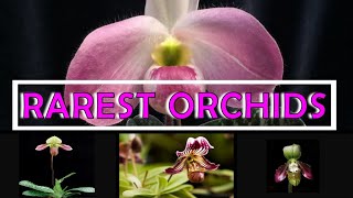 10 Rarest Orchids in the World [upl. by Ydoc]