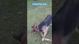 Październik 2024  zabawa z psem dc zwierzeta germanshepherd haha pets piesek AniaiMiasto [upl. by Ahsini]