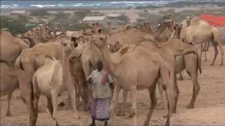 Somalia Livestock [upl. by Aysa]