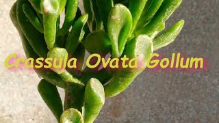 Crassula Ovata Gollum [upl. by Elyl148]