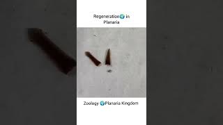 What happens when cut Planarian  Biology 🧫 Experiment biology planaria experiment real [upl. by Pippas194]