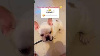 Funny video😘 Dog Doglover cute Trending Pet Pets Youtubeshorts Viral comedy reels love [upl. by Eilesor]