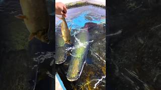 arapaima food hunting style  fresh water monster fish arapima rivermonster hobbyspot [upl. by Seroka]