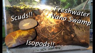 Nano Swamp IsopodMicrofauna Ecosphere Aquarium  Whats up in the Fish Room Ep 4 [upl. by Alatea]