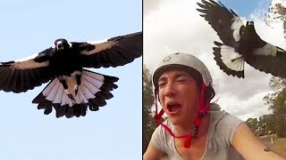 Ozzy Man Reviews MAGPIES [upl. by Ybot721]