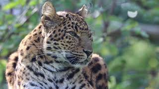 Northern Chinese Leopard [upl. by Elburt]