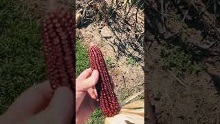 Most Popular Field Corn Variety For Distilleries growhoss growyourownfood shorts [upl. by Dorran]