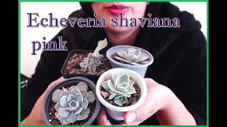 Echeveria shaviana Pink ❤ [upl. by Sherl16]