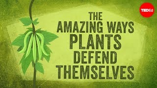 The amazing ways plants defend themselves  Valentin Hammoudi [upl. by Daphna]