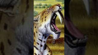 Top 10 Extinct Animals Part 1  The Sabertoothed Cat science extinctanimals [upl. by Alled]