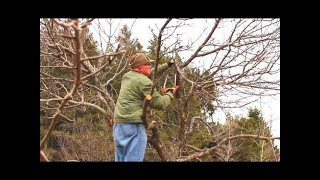 Renovation Pruning an Old Apple Tree [upl. by Eelsel698]